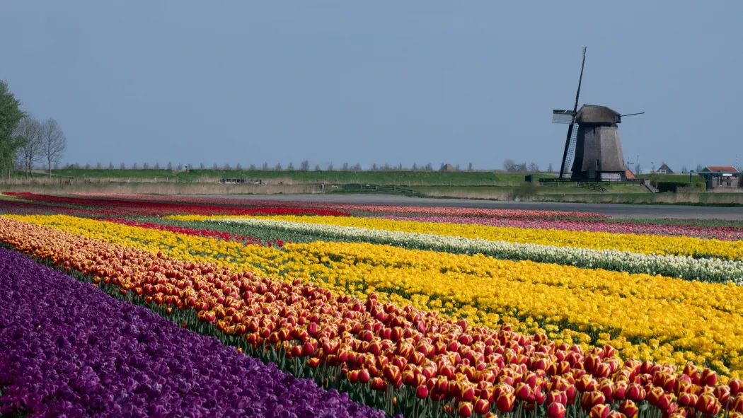 Holland Photography Tours & Workshops