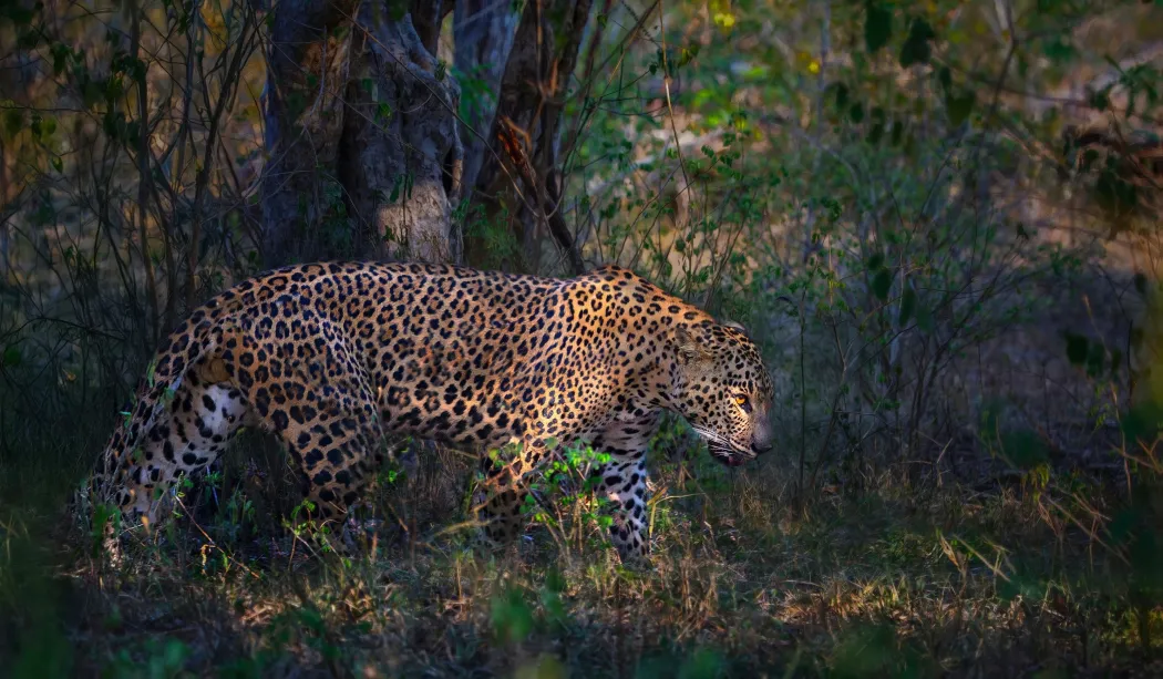 Luxury Editions Photography Tours