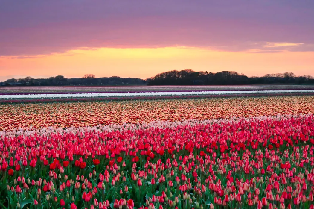 Netherlands Photography Tours & Workshops