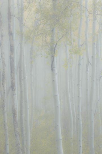 Misty Aspen 2 by John Harper