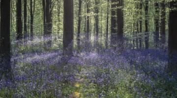 "Bluebells at Sunrise 01" by Laure Gibault - Multiple exposure of bluebells at sunrise, with Valda Bailey and Doug Chinnery in Marlborough. - Europe Micheldever Bluebell Woods