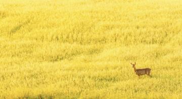 "Lone Deer Val d’ Orcia"by Terry Smith - As the sun rose this deer ran quickly across the field,pausing briefly as it checked us out. - Europe Tuscany