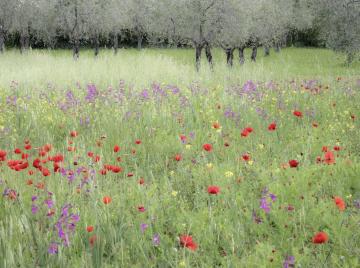 "Olives and Poppies Tuscany 2018" by Vanessa Parker - Taken in the early evening when the light was softer on the colours - giving a ghostly feel to the olives - Europe Tuscany