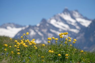 Wildflowers of Wengen Switzerland Photography Tour
