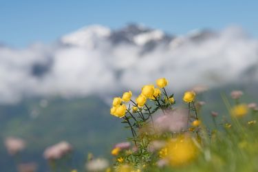 Wildflowers of Wengen Switzerland Photography Tour