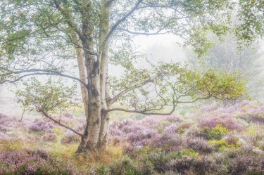 The Peak District Photography Tour - Heather in Bloom