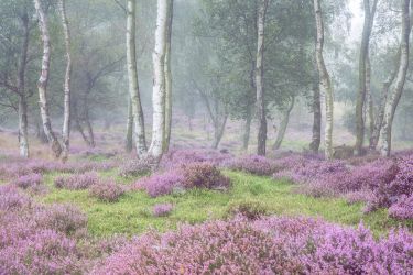 The Peak District Photography Tour - Heather in Bloom