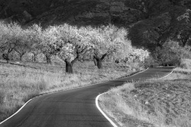 Andalucia Photography Tour - Almond Blossom and Architecture