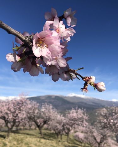 Andalucia Photography Tour - Almond Blossom and Architecture