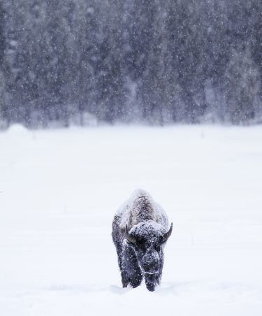 Yellowstone in Winter Photography Tour