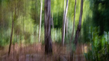 Norfolk Woodlands and Waves - Creative Photography Tour