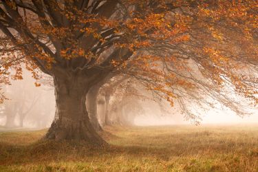 Autumn in Dorset - Highlights of Coastline and Woodlands Photography Tour