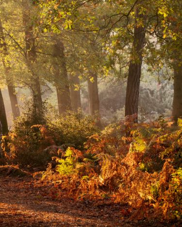 New Forest in Autumn Photography Workshop