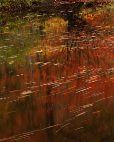 New Forest in Autumn Photography Workshop